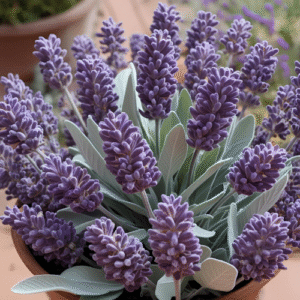 Lavender Sage Lotion